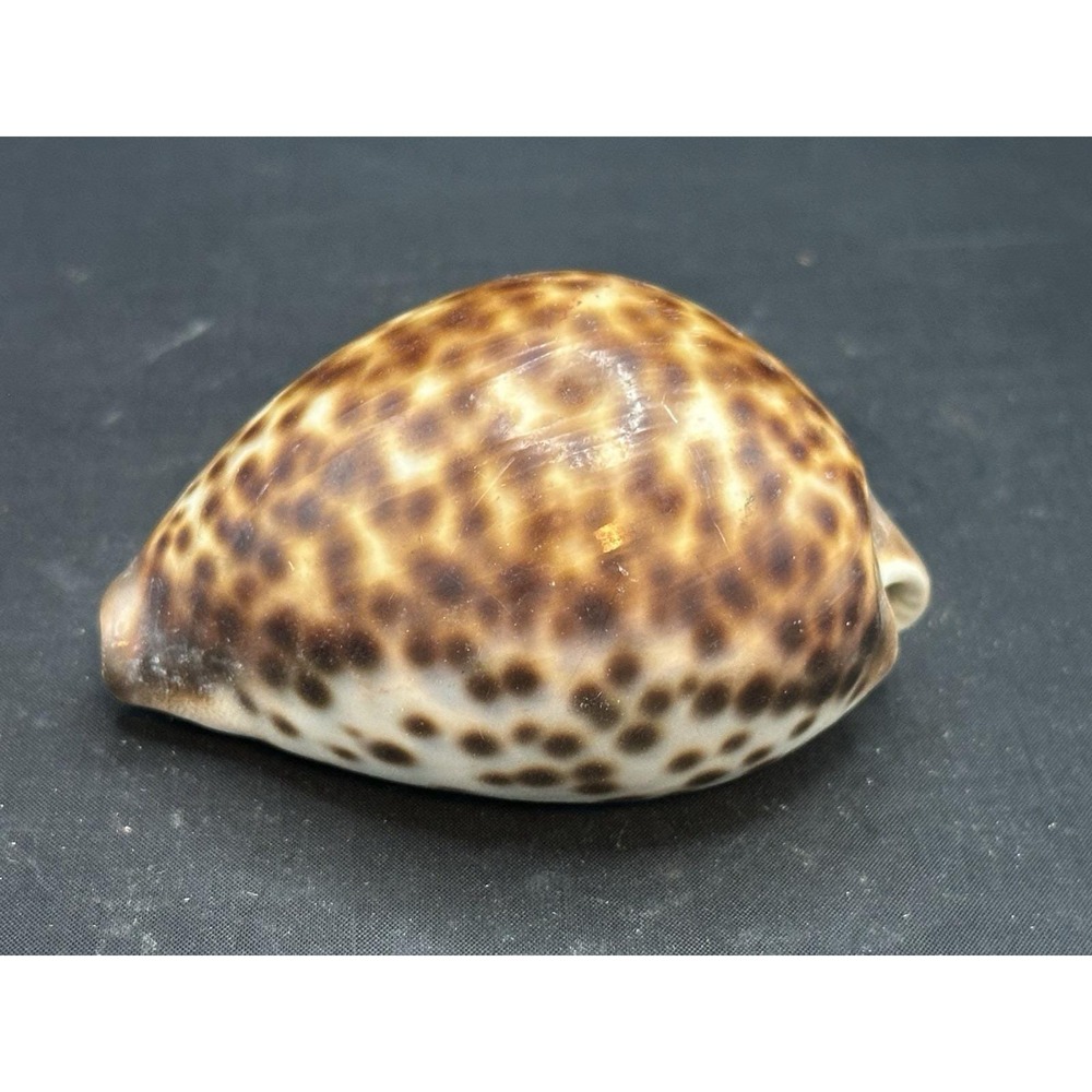 CYPRAEIDAE Cypraea‎ tigris 76.2 mm- Big Size! Beautiful Color L.